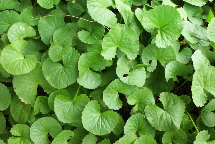 Brahmi Leaves Image